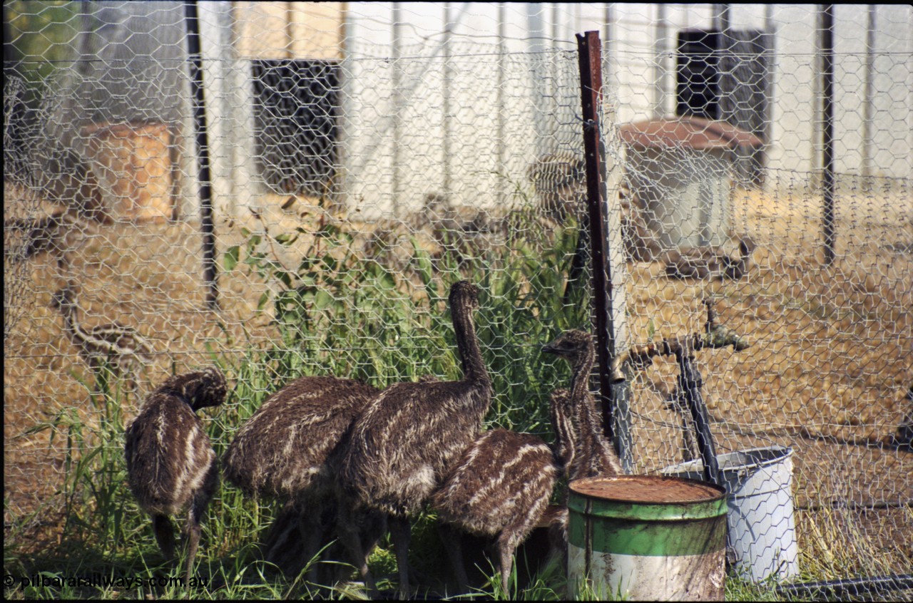 208-1-10
Toodyay, emus at the Free Range Emu Farm.
