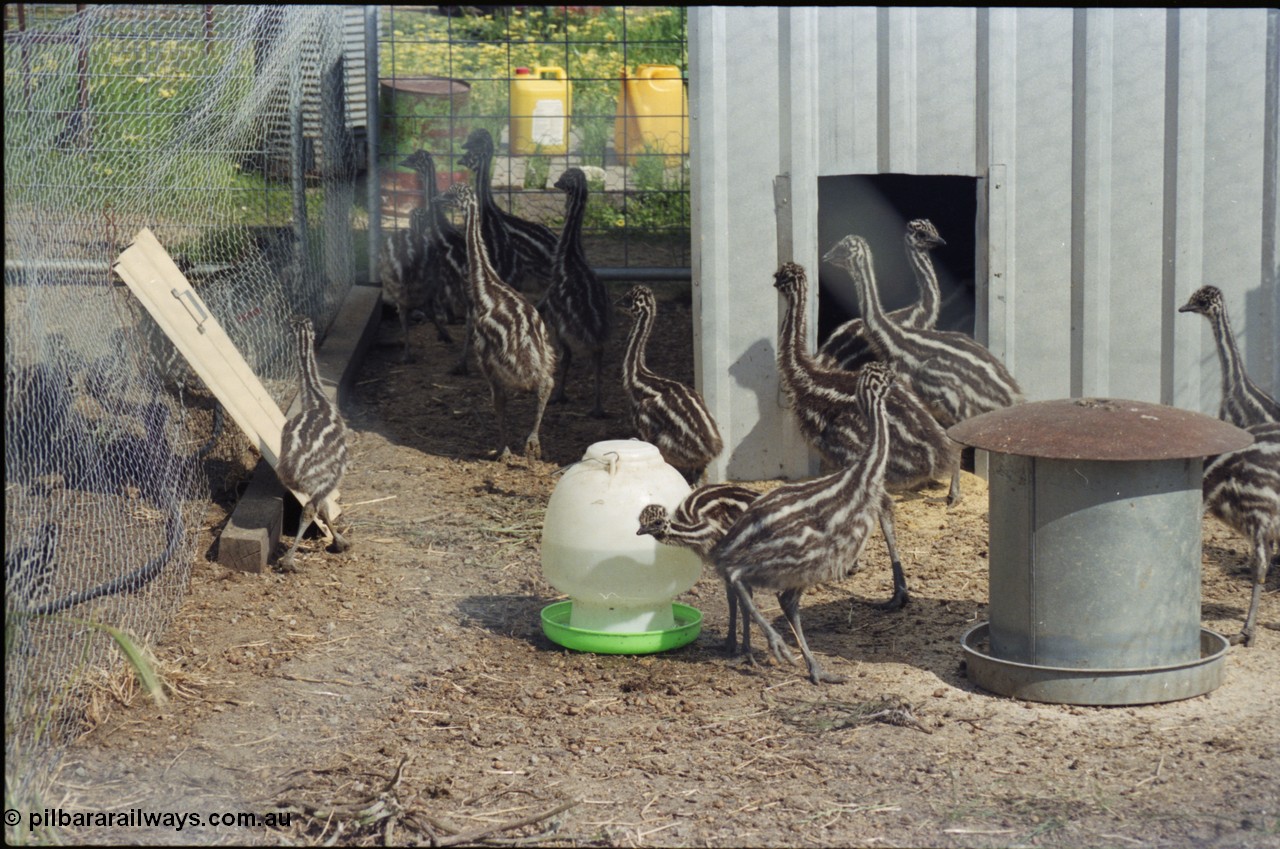 208-1-12
Toodyay, emus at the Free Range Emu Farm.
