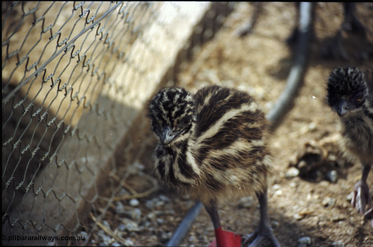 208-1-13
Toodyay, emus at the Free Range Emu Farm.
