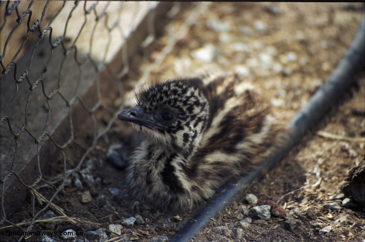 208-1-14
Toodyay, emus at the Free Range Emu Farm.
