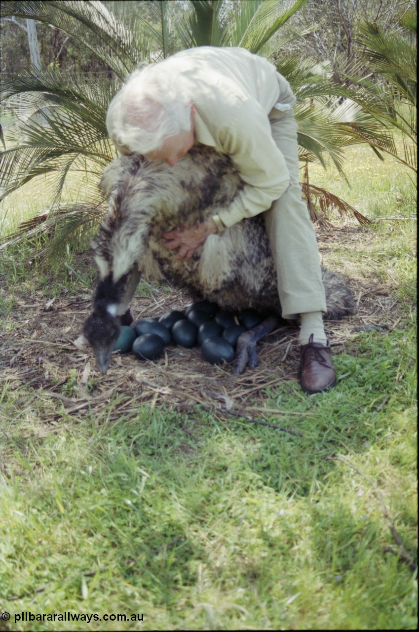 208-2-02
Toodyay, emus at the Free Range Emu Farm.
