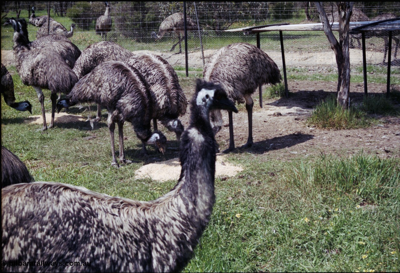 208-2-03
Toodyay, emus at the Free Range Emu Farm.
