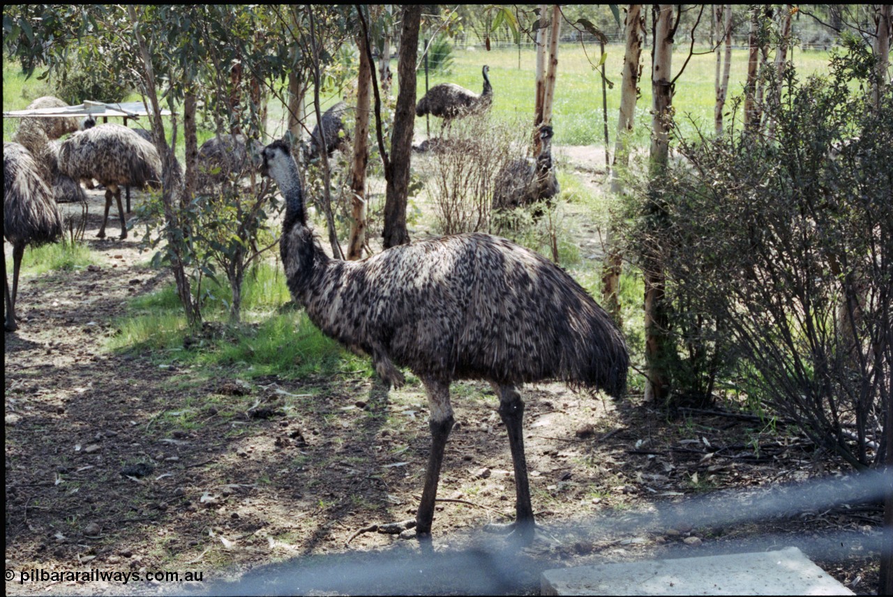 208-2-04
Toodyay, emus at the Free Range Emu Farm.
