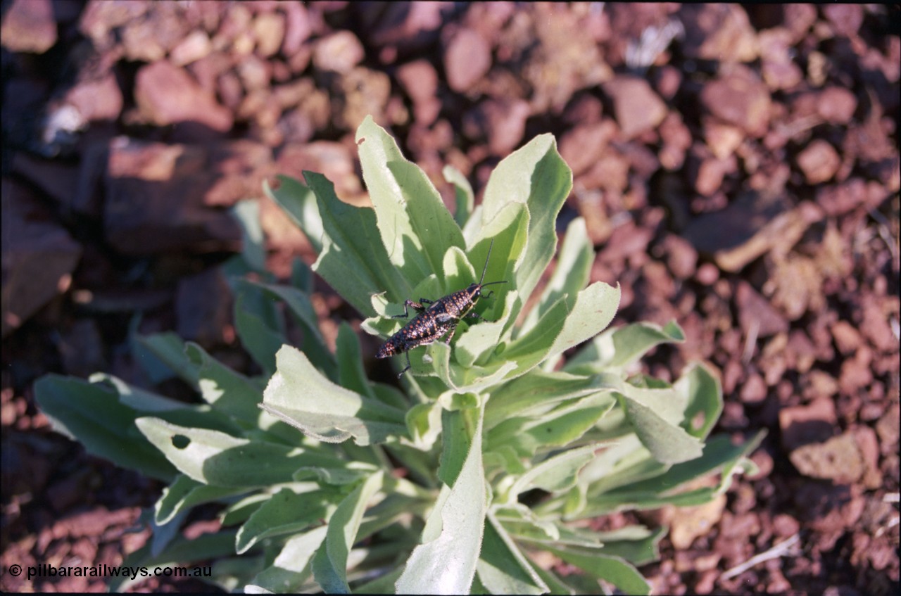 228-16
Grasshopper.
