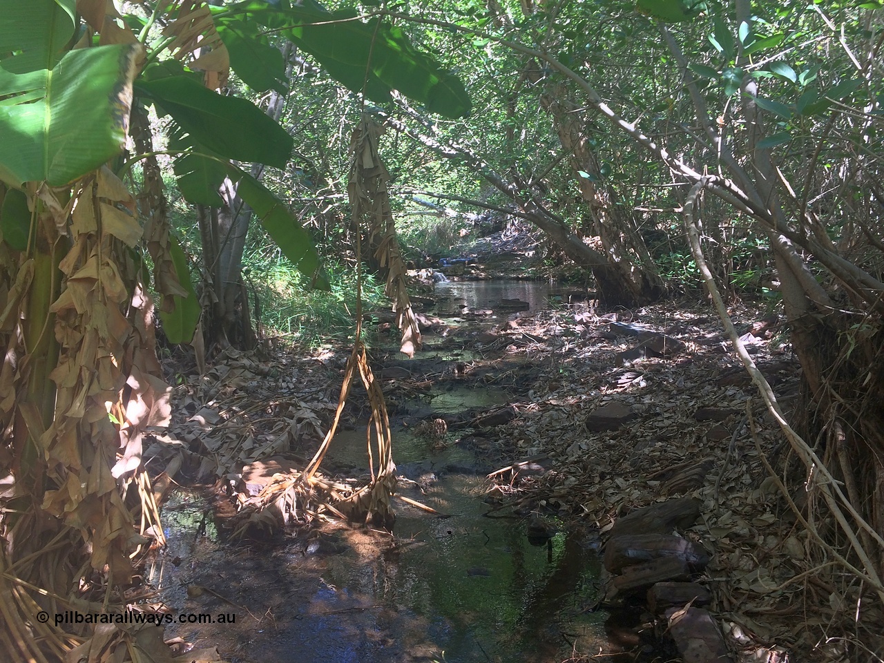 160710 iPh5S 2791
Wittenoom Gorge, near the old Colonial Mine, native banana palms. If you know, you know
