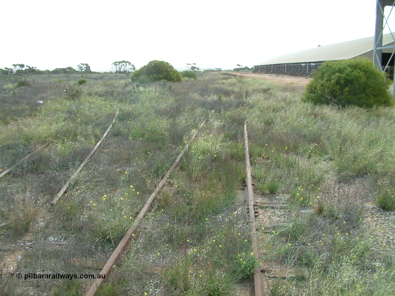 030414 154211
Penong, yard view looking west with the east leg of the triangle visible curving to the left, goods loop curving right to join the 'mainline' which is under the shrub.
