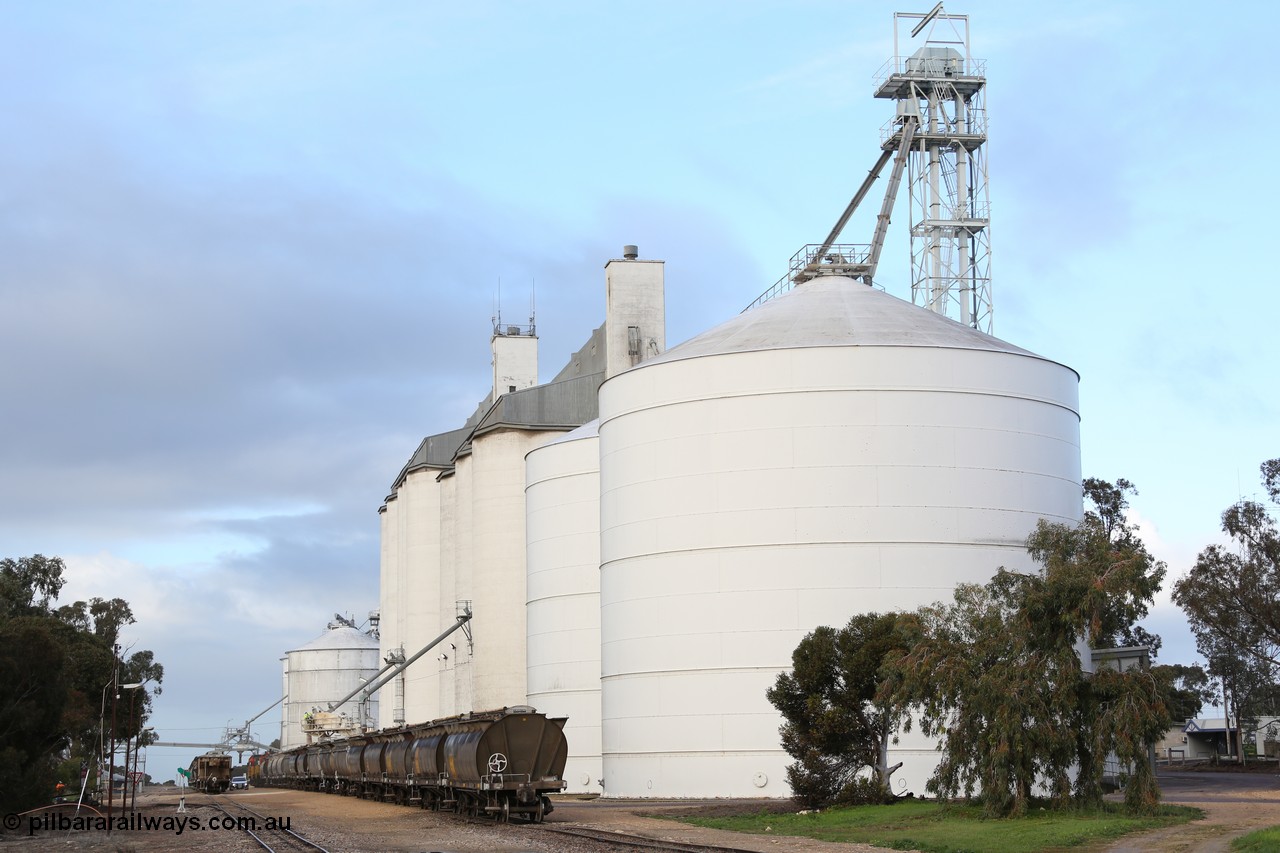 130705 0601
Lock, down end looking up towards Port Lincoln with the four silo blocks on the right, from the furthest, #5, #1, #2 and #3. The horizontal bunker #4 is on the left but obscured by the trees. Loading is continuing on the #1 goods siding while the loaded rake is on the mainline.
