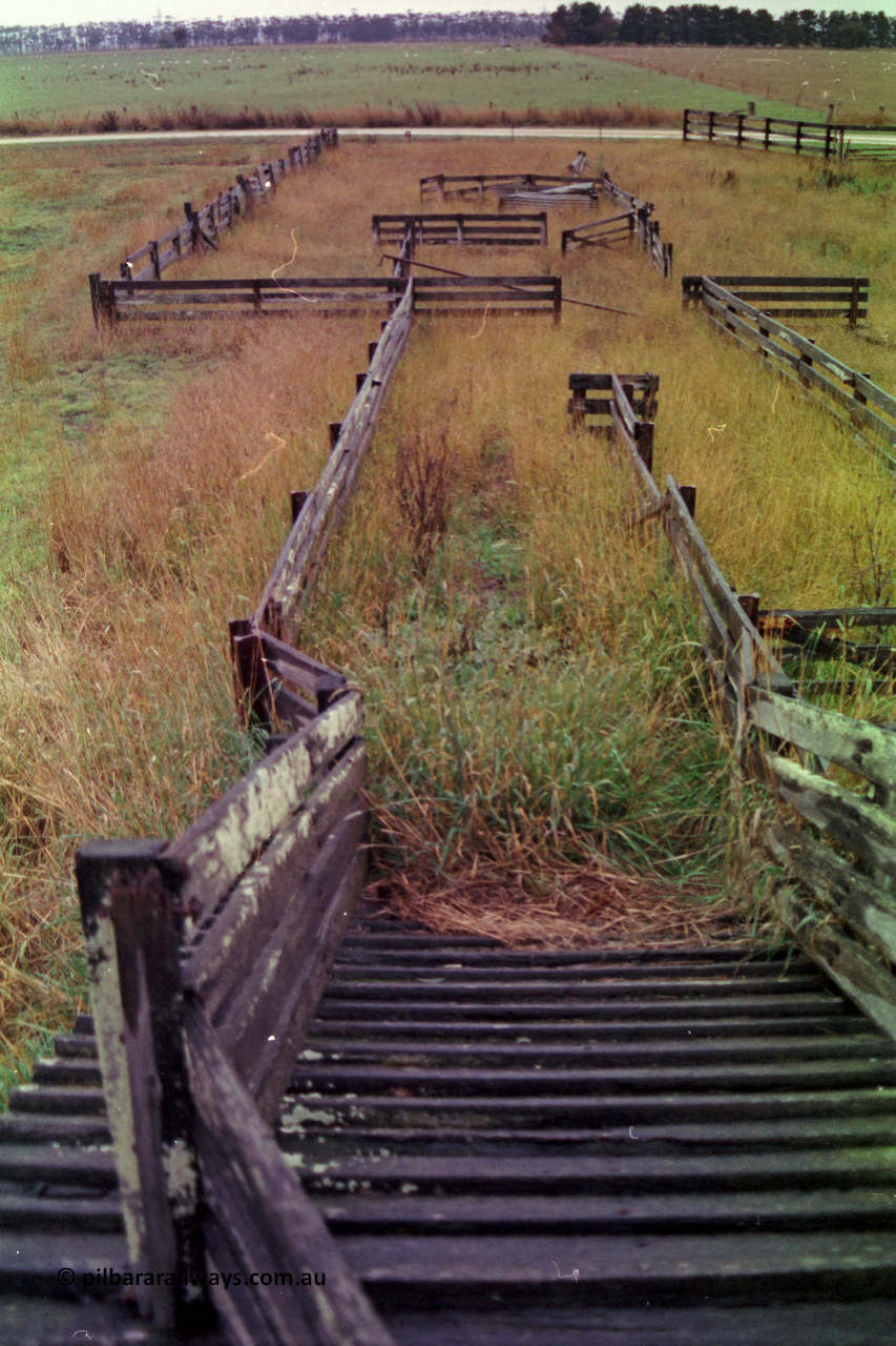 150-24
Lismore, view of the sheep yarding from the top of the loading race, bottom race chute is on the right of frame.
