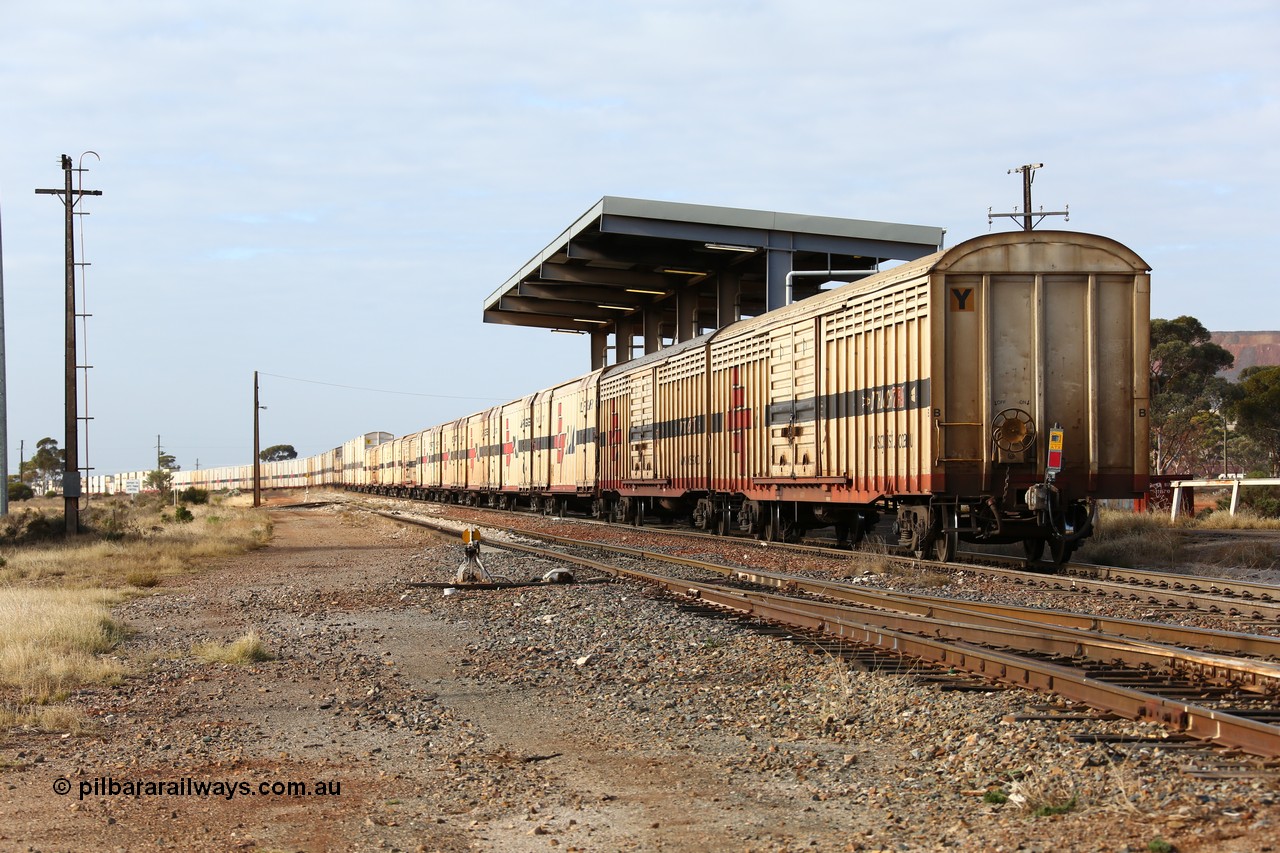 160525 4630
Parkeston, SCT train 3PG1 which operates from Perth to Parkes NSW (Goobang Junction), looking east from the rear with ABSY type ABSY 3089 covered van, originally built by Comeng WA in 1977 for Commonwealth Railways as VFX type, recoded to ABFX and ABFY before conversion by Gemco WA to ABSY.
Keywords: ABSY-type;ABSY3089;Comeng-WA;VFX-type;ABFY-type;